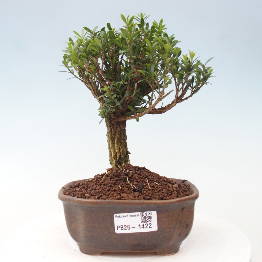 Zimmer Bonsai - Buxus harlandii - Korkbuxus