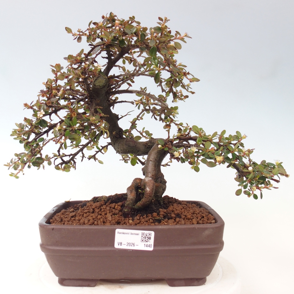 Freiland-Bonsai-Cotoneaster dammeri - Damer's Rock