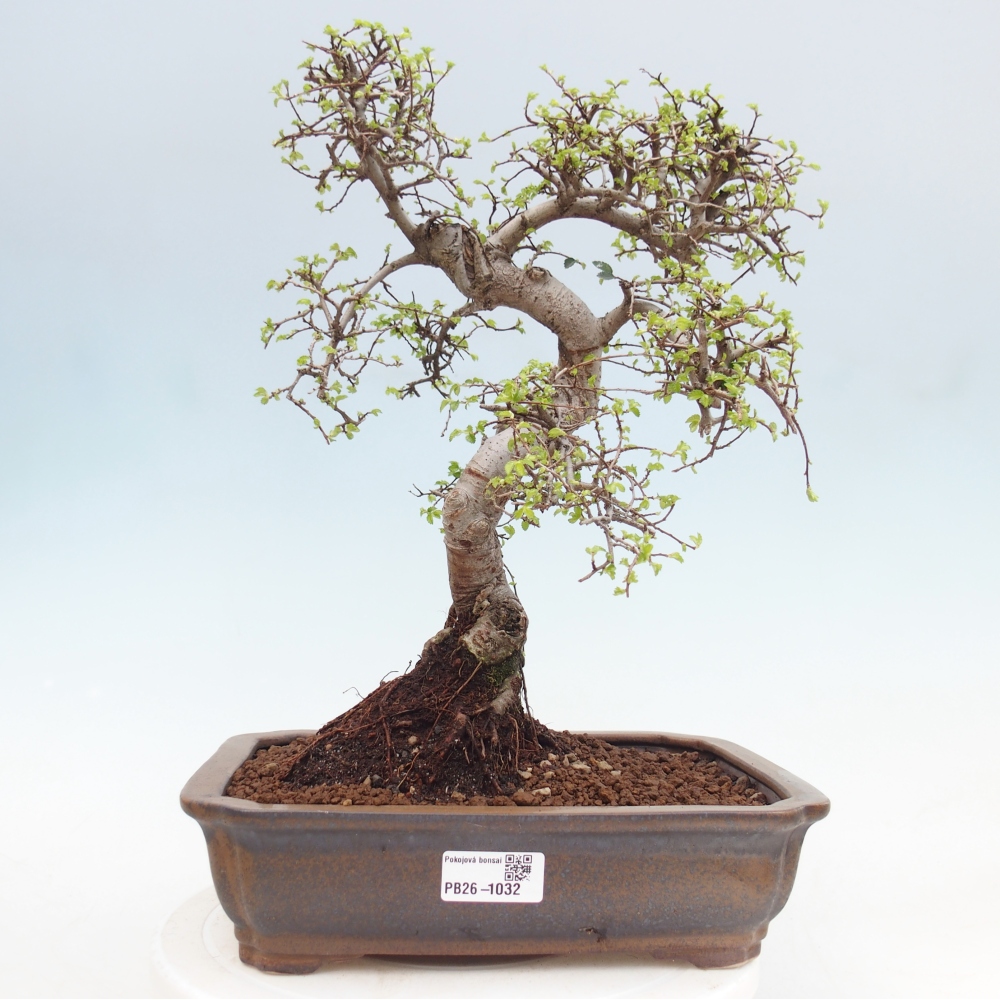 Zimmerbonsai - Ulmus parvifolia - Kleinblättrige Ulme