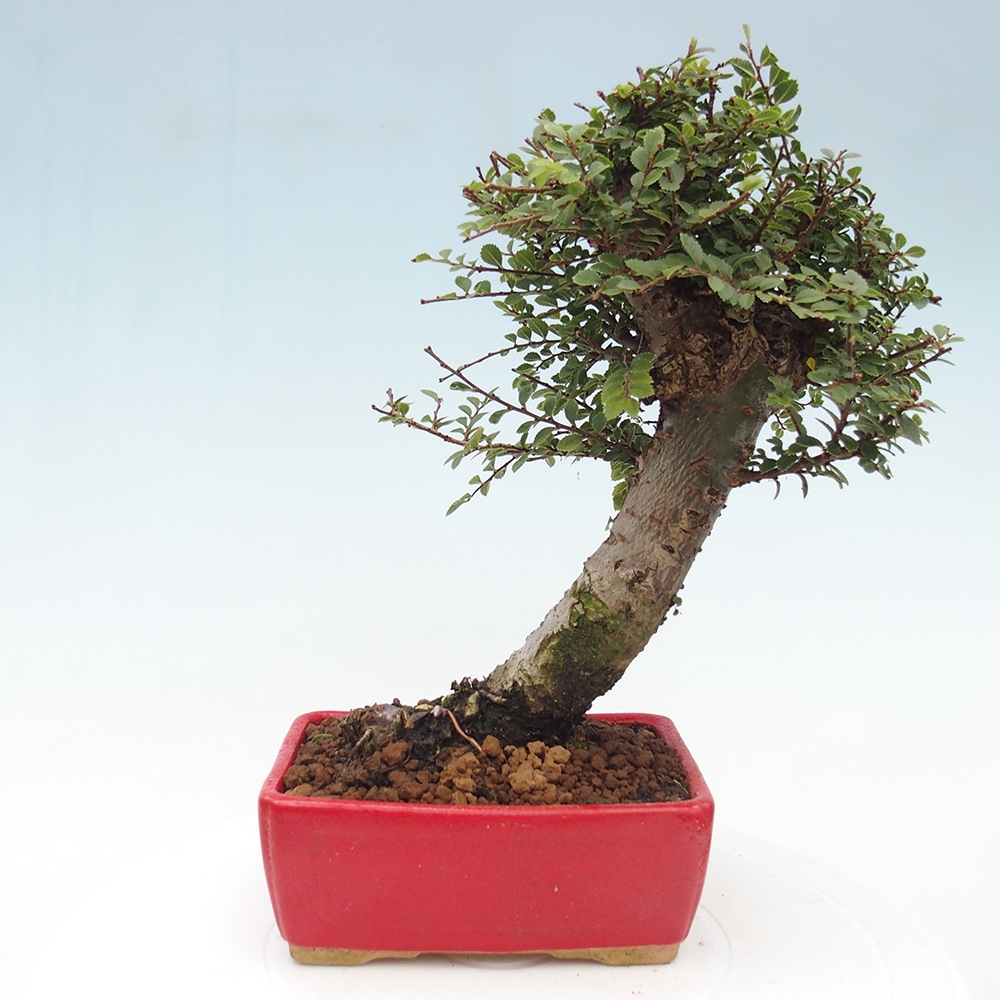 Bonsai für draußen - Ulmus parvifolia Hokkaido - Chinesische Ulme