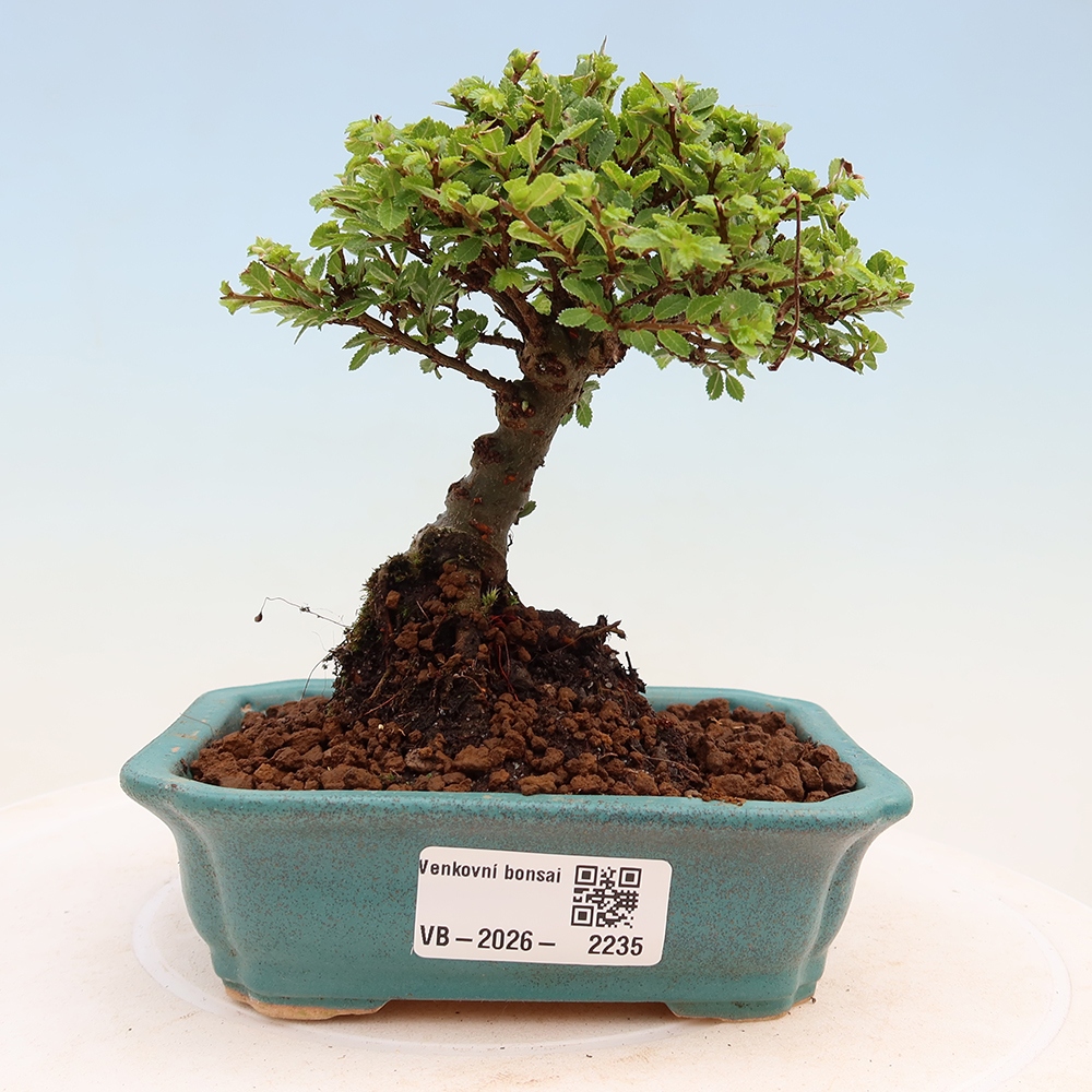 Bonsai für draußen - Ulmus parvifolia Sagei - Kleinblättrige Ulme