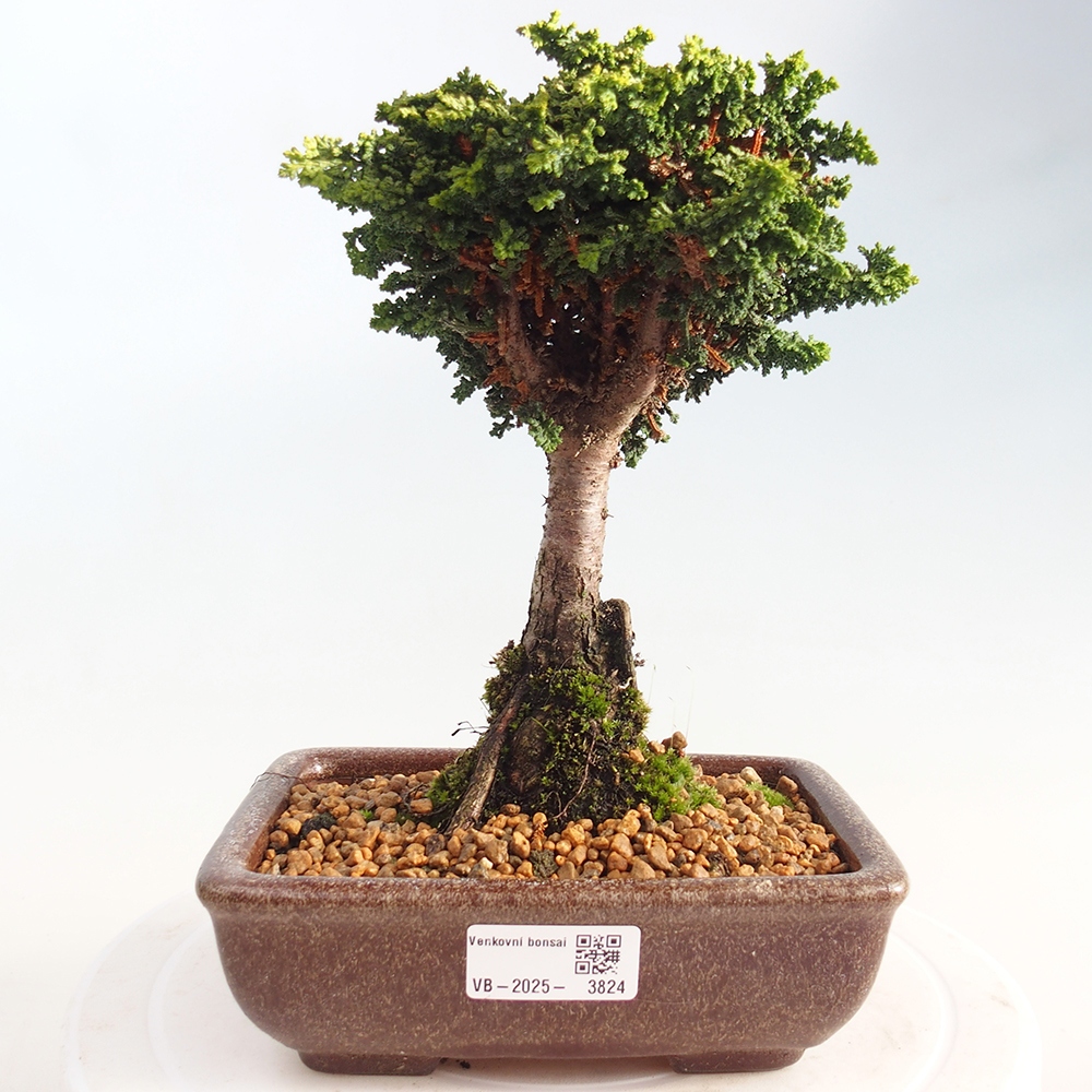 Bonsai für draußen - Cham. obtusa SEKKA HINOKI - Zypresse