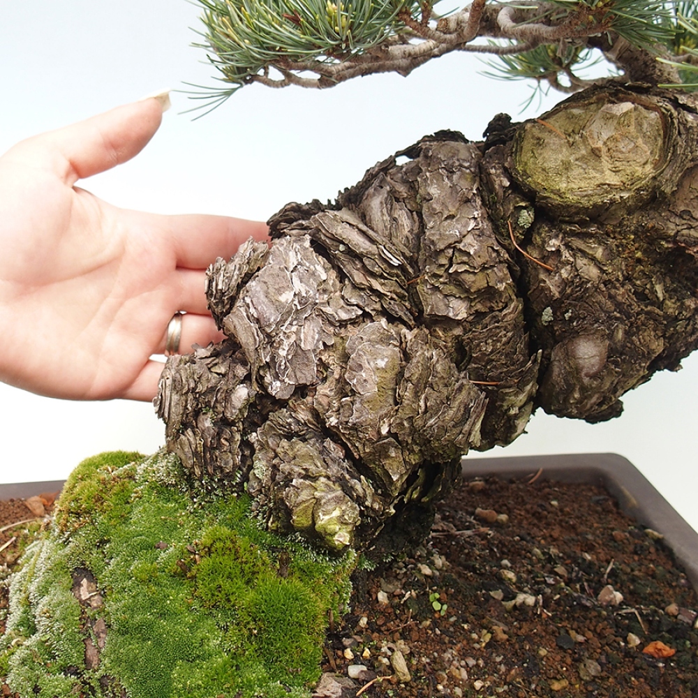 Bonsai für draußen - Pinus parviflora - Pinus parviflora
