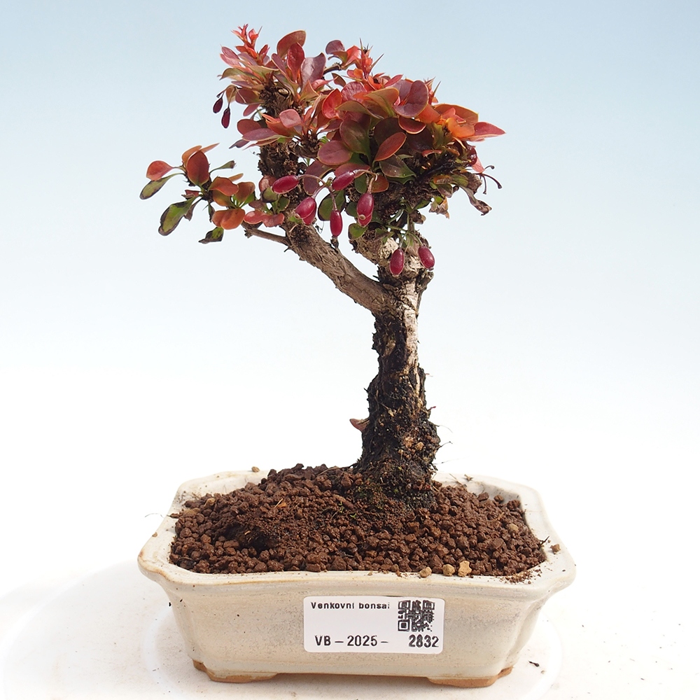 Bonsai für draußen - Berberis Thunbergii Bagatelle