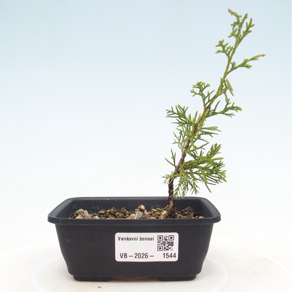 Bonsai für draußen - Juniperus chinensis Itoigawa