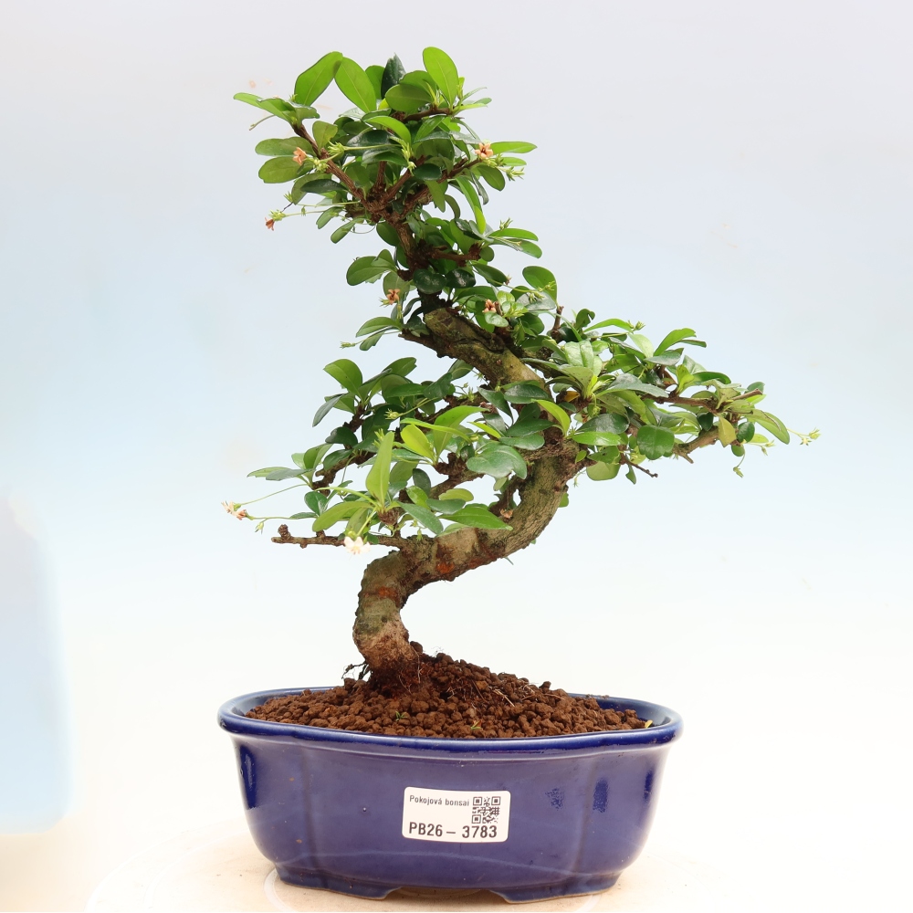 Zimmer-Bonsai - Carmona macrophylla - Tee-Fuki