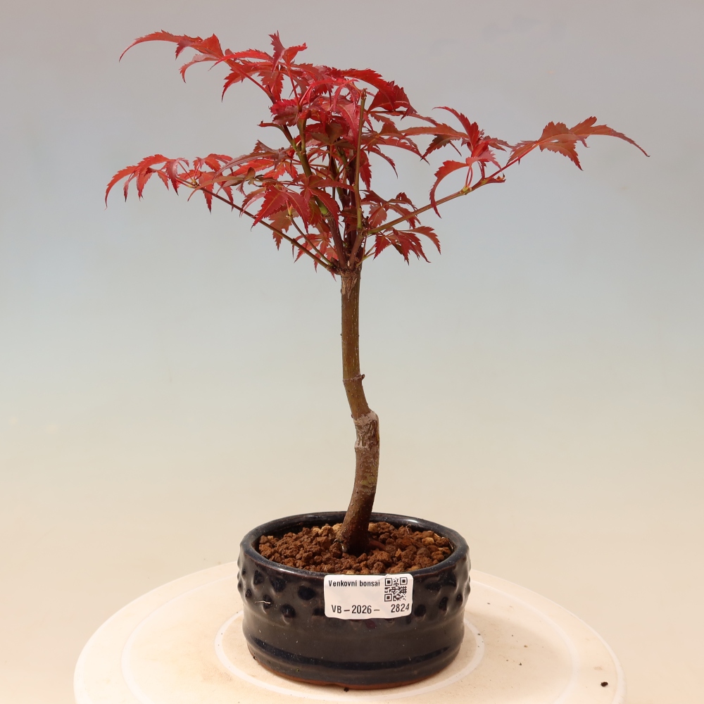 Bonsai für draußen - Acer-Palme. Atropurpureum-Javor palmate
