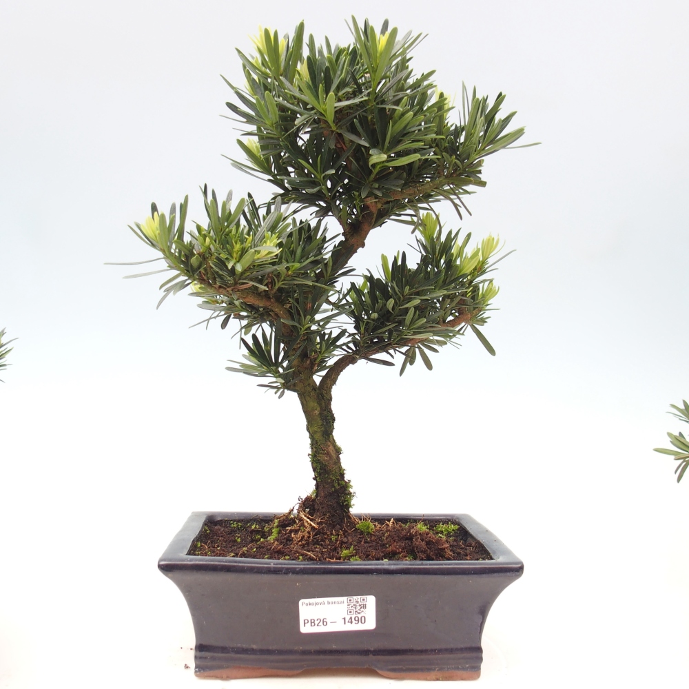 Zimmerbonsai - Podocarpus - Stein-Eibe