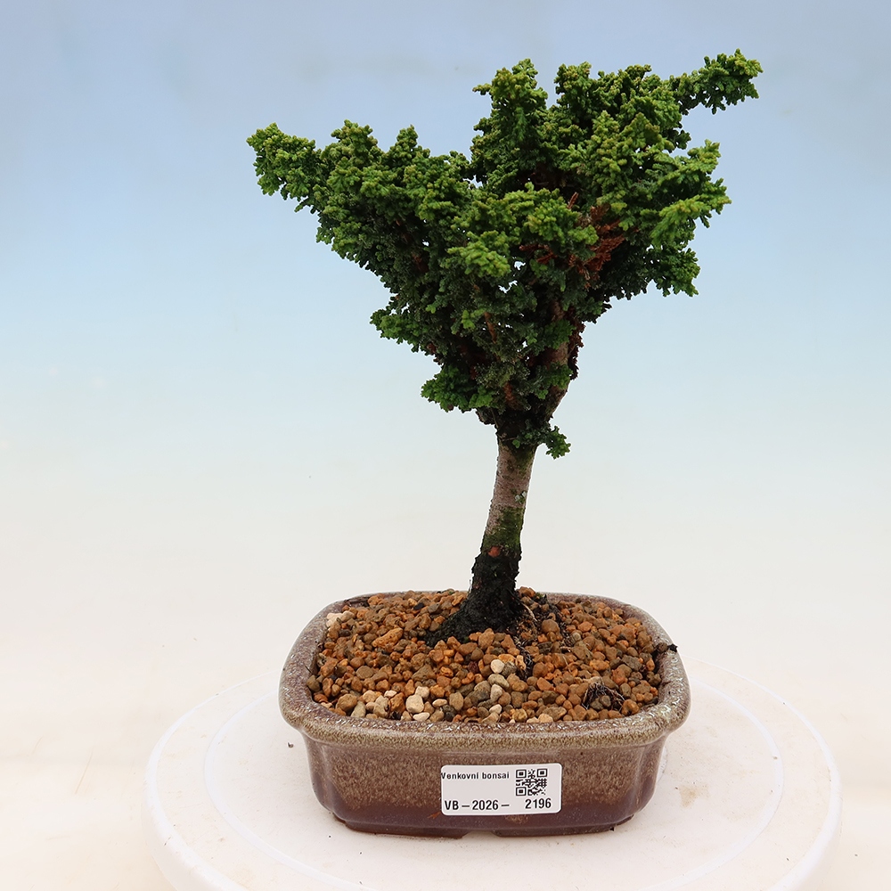 Bonsai für draußen - Cham. obtusa SEKKA HINOKI - Zypresse