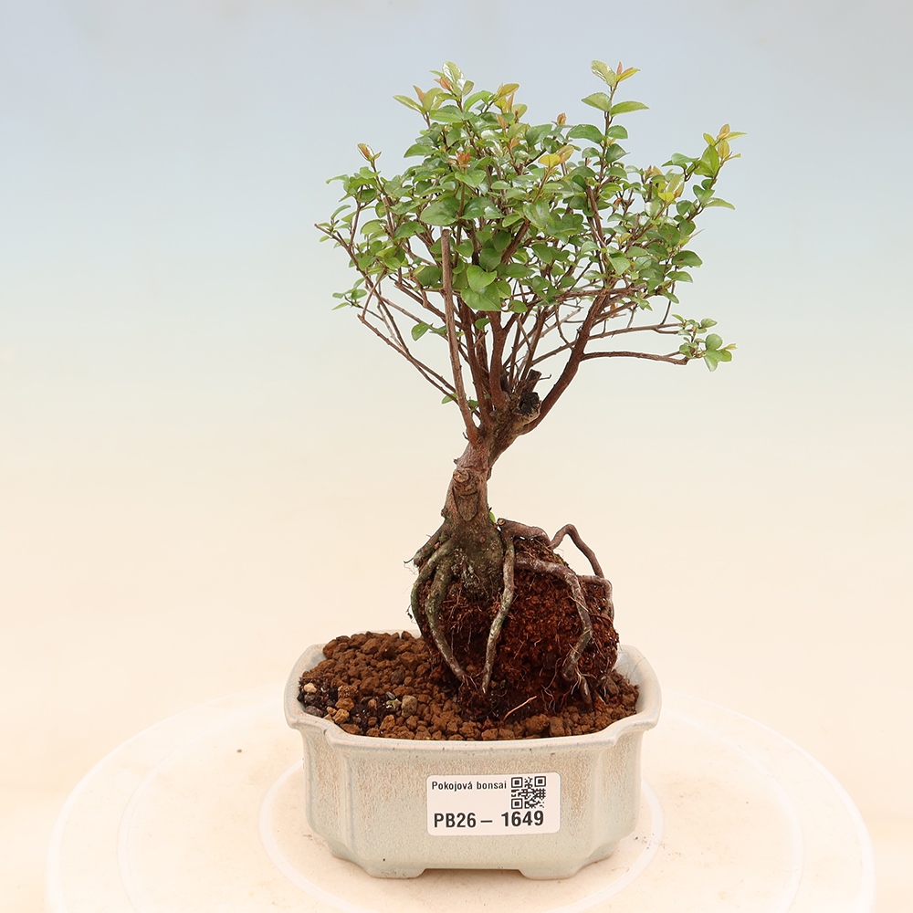 Zimmer Bonsai - Sageretia thea - Sageretia thea