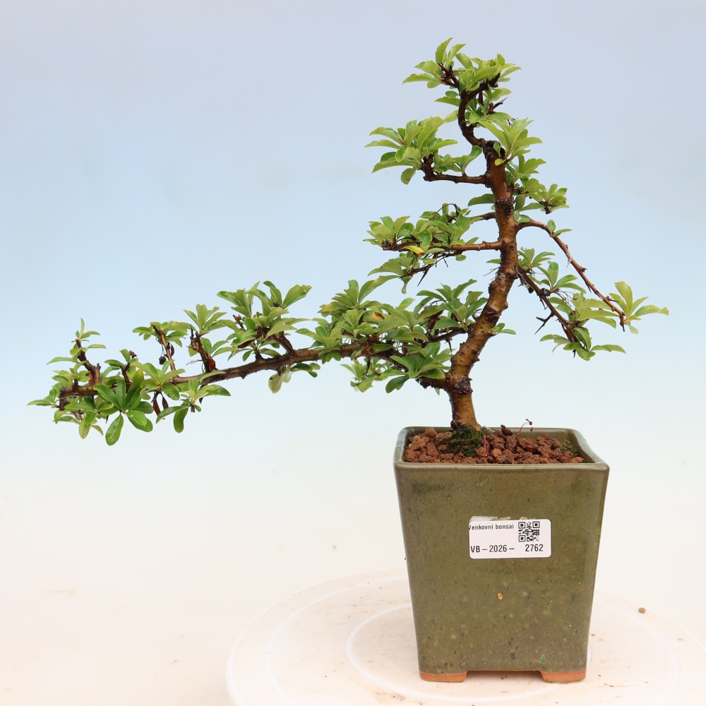 Bonsai für den Außenbereich – Pyracantha teton – Feuerdorn