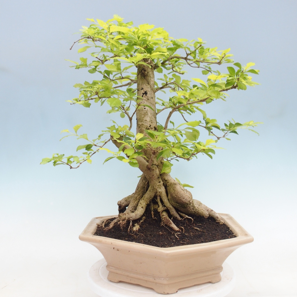 Zimmerbonsai - Duranta erecta Aurea - NUR PERSÖNLICHE ABHOLUNG oder Palettentransport
