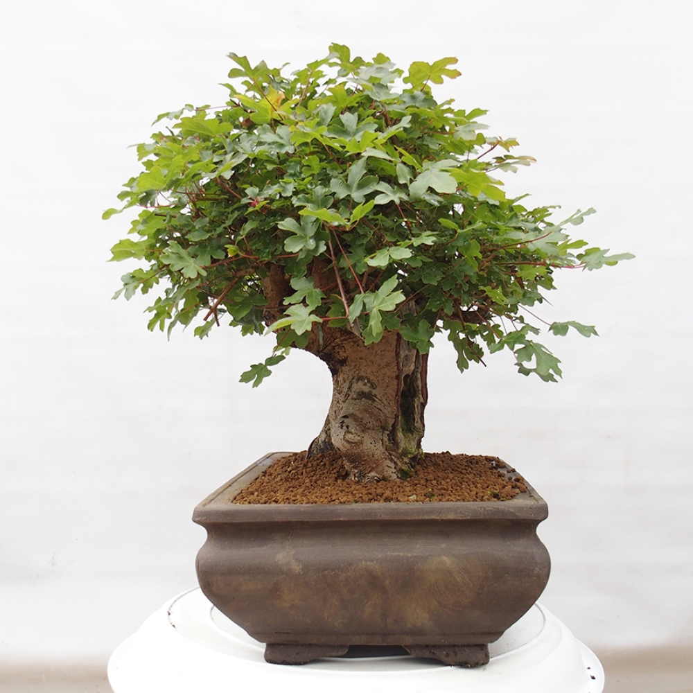 Bonsai für draußen - Französischer Ahorn - Acer Nonspessulanum