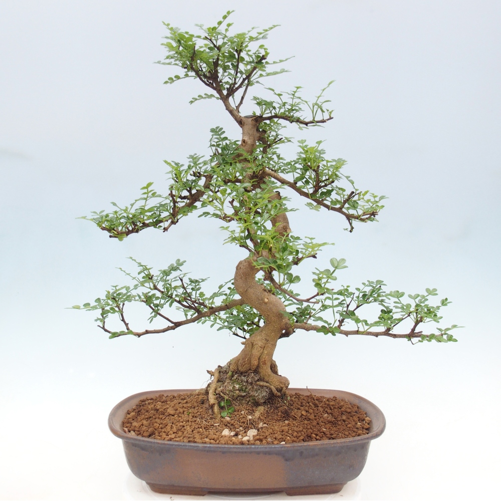 Zimmer Bonsai - Zantoxylum piperitum - Pfefferbaum