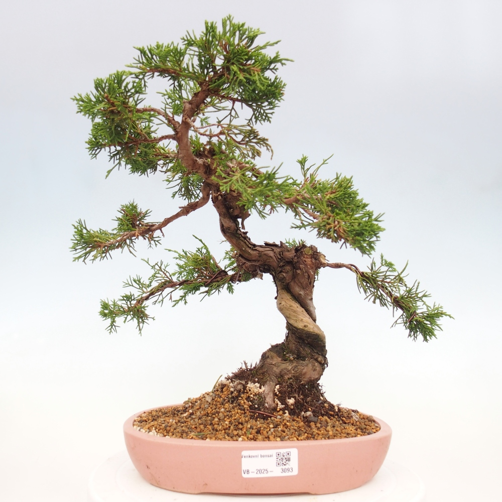 Bonsai für draußen - Juniperus chinensis Itoigawa