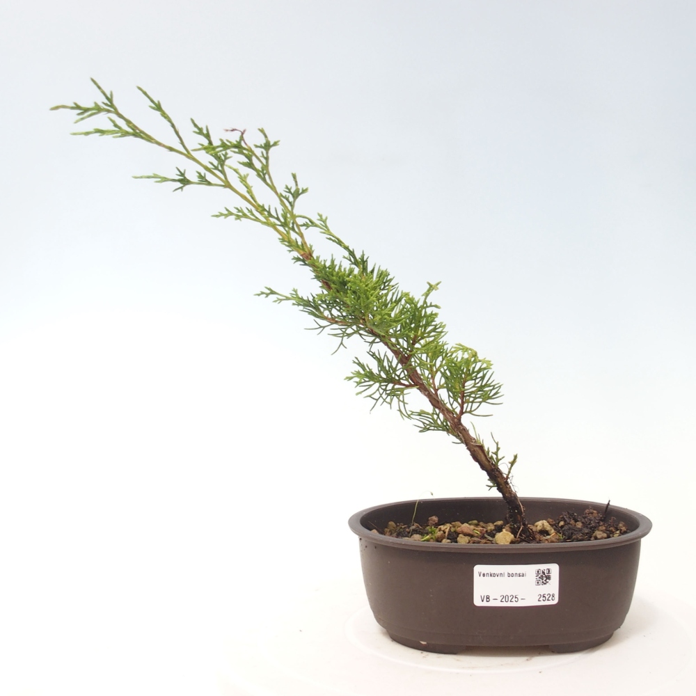 Bonsai für draußen - Juniperus chinensis Itoigawa