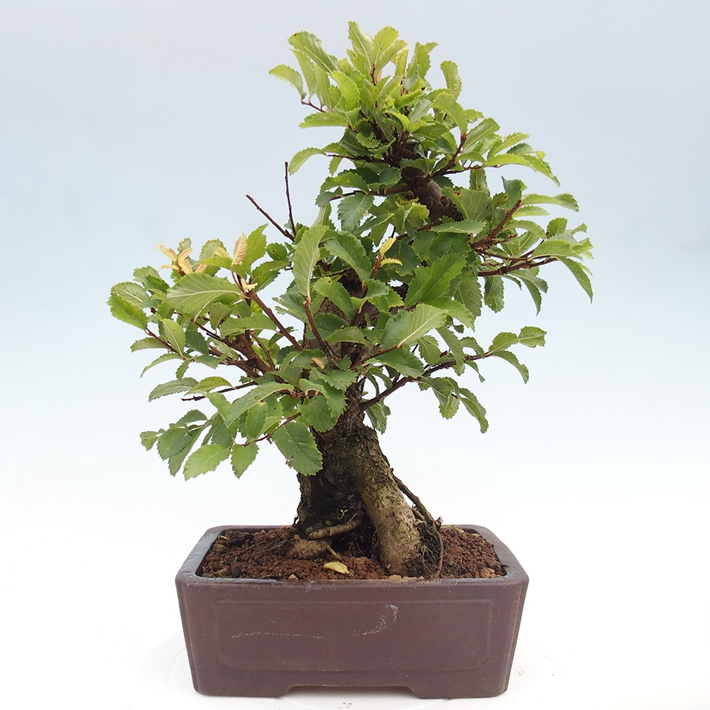 Bonsai für draußen - Zelkova - Zelkova NIRE