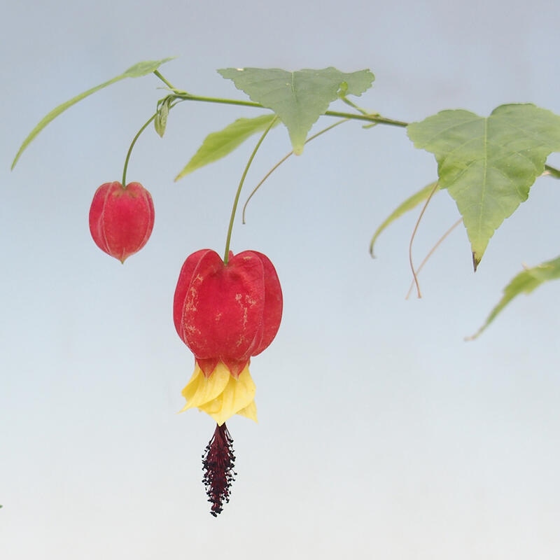 Zimmerbonsai - Abutilon Big Bell - Moltebeere
