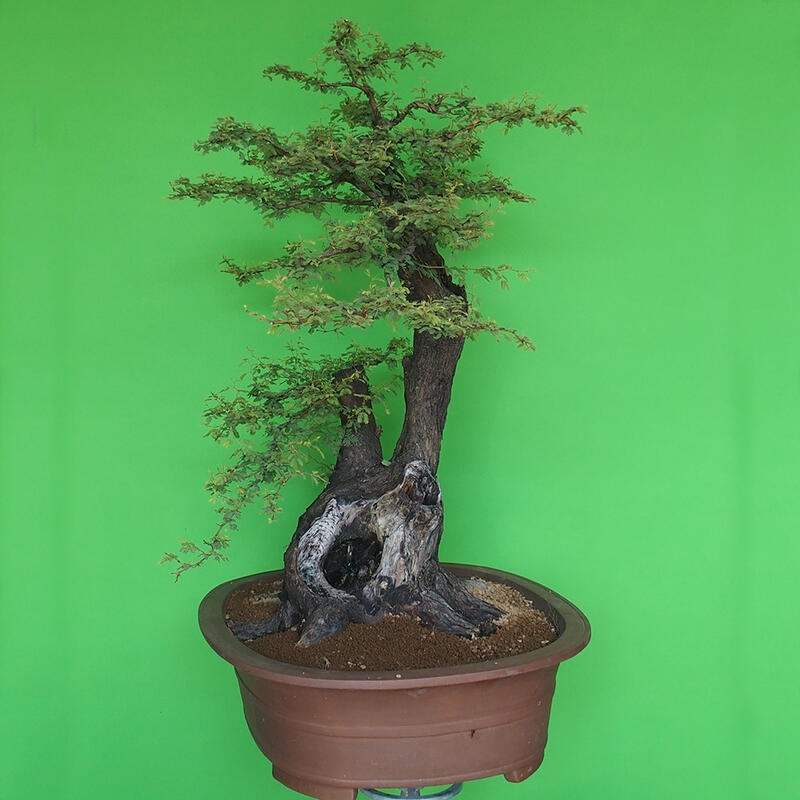 Zimmer Bonsai - Akazien Arabica