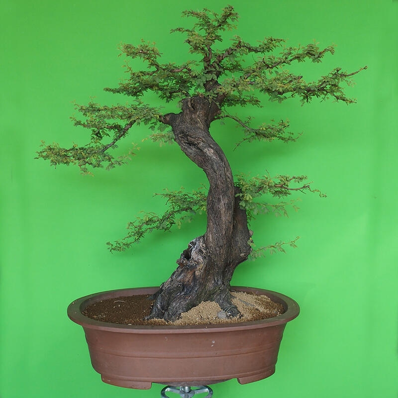 Zimmer Bonsai - Akazien Arabica