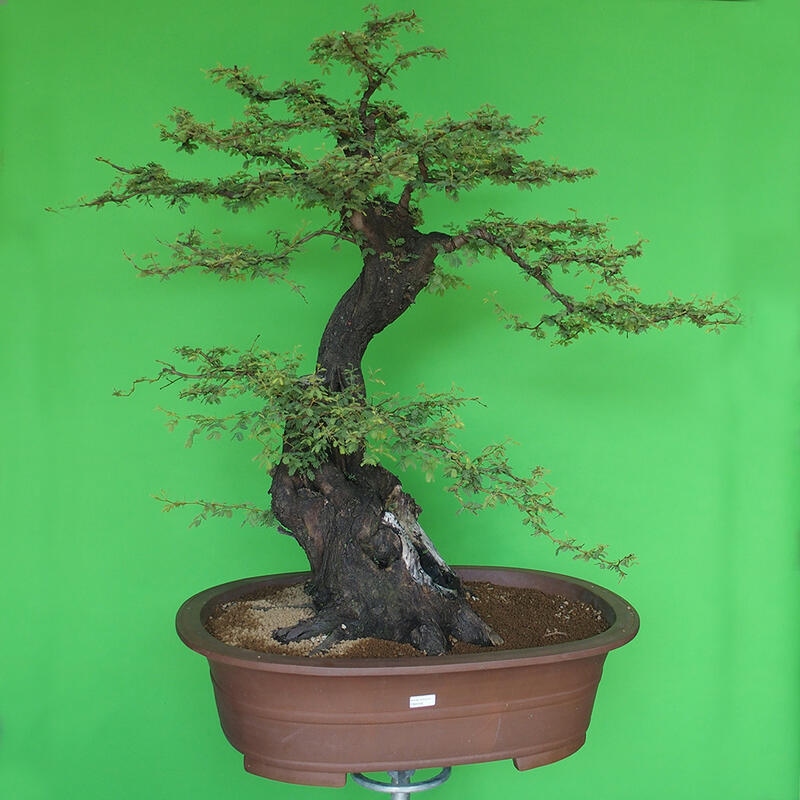 Zimmer Bonsai - Akazien Arabica