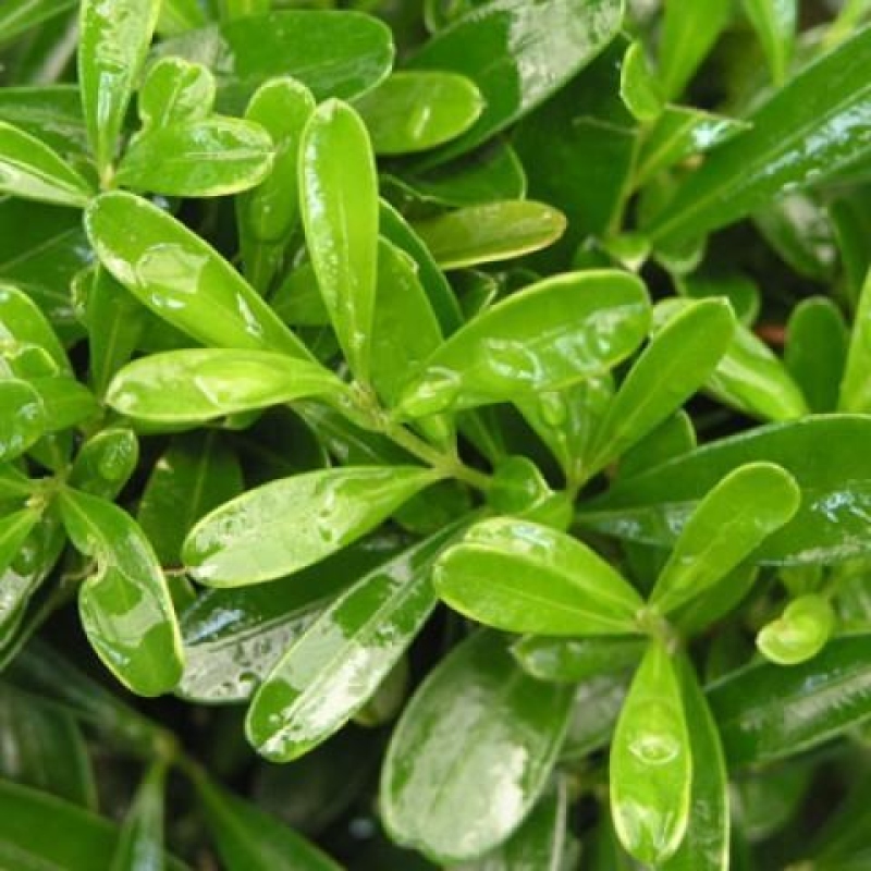 Zimmer Bonsai - Buxus harlandii - Korkbuxus
