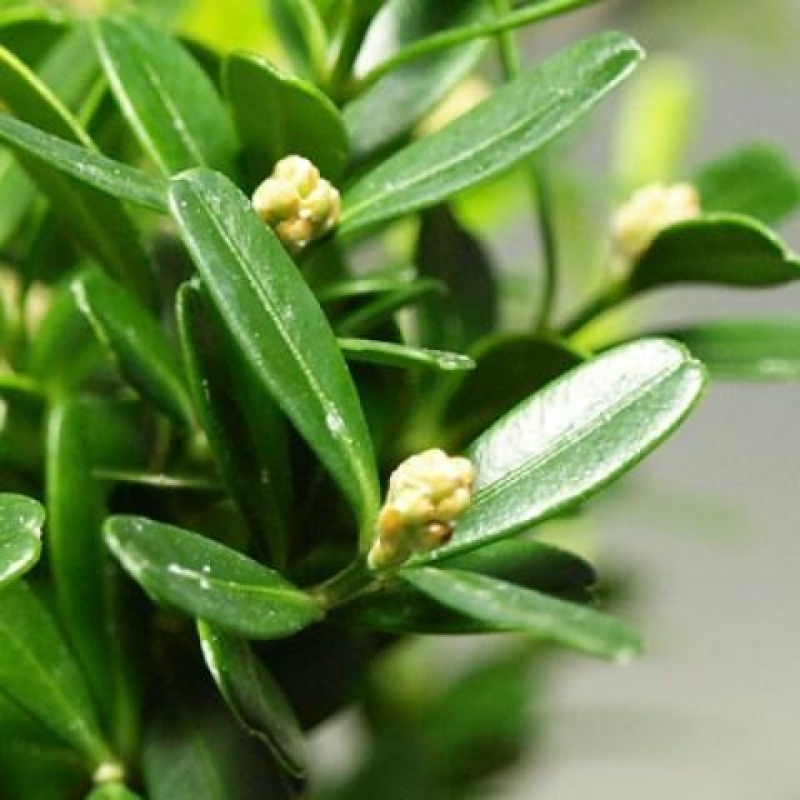 Zimmer Bonsai - Buxus harlandii - Korkbuxus