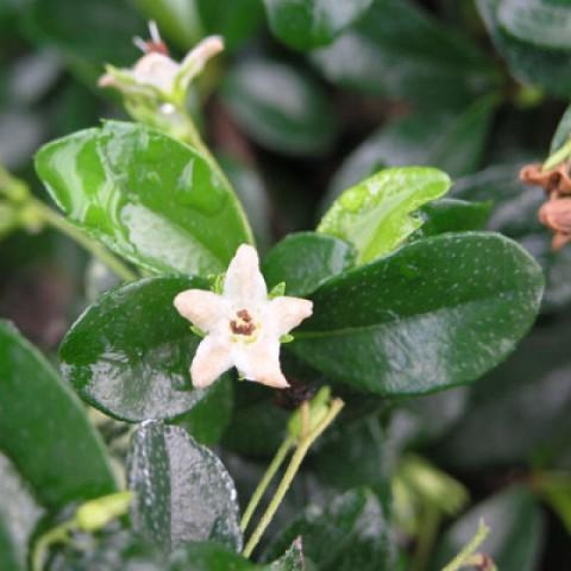 Zimmer-Bonsai - Carmona macrophylla - Tee-Fuki