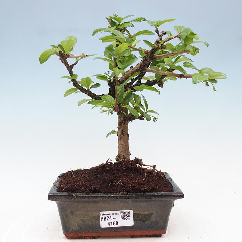Zimmer-Bonsai - Carmona macrophylla - Tee-Fuki