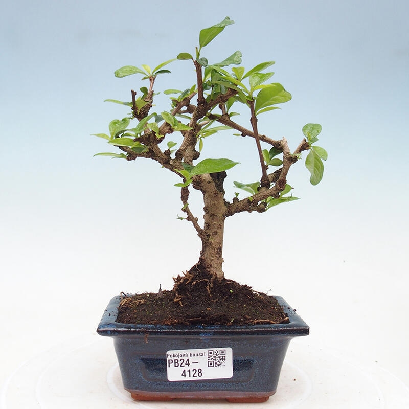 Zimmer-Bonsai - Carmona macrophylla - Tee-Fuki