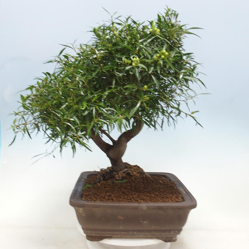 Zimmerbonsai - Ficus nerifolia - Kleinblättriger Ficus
