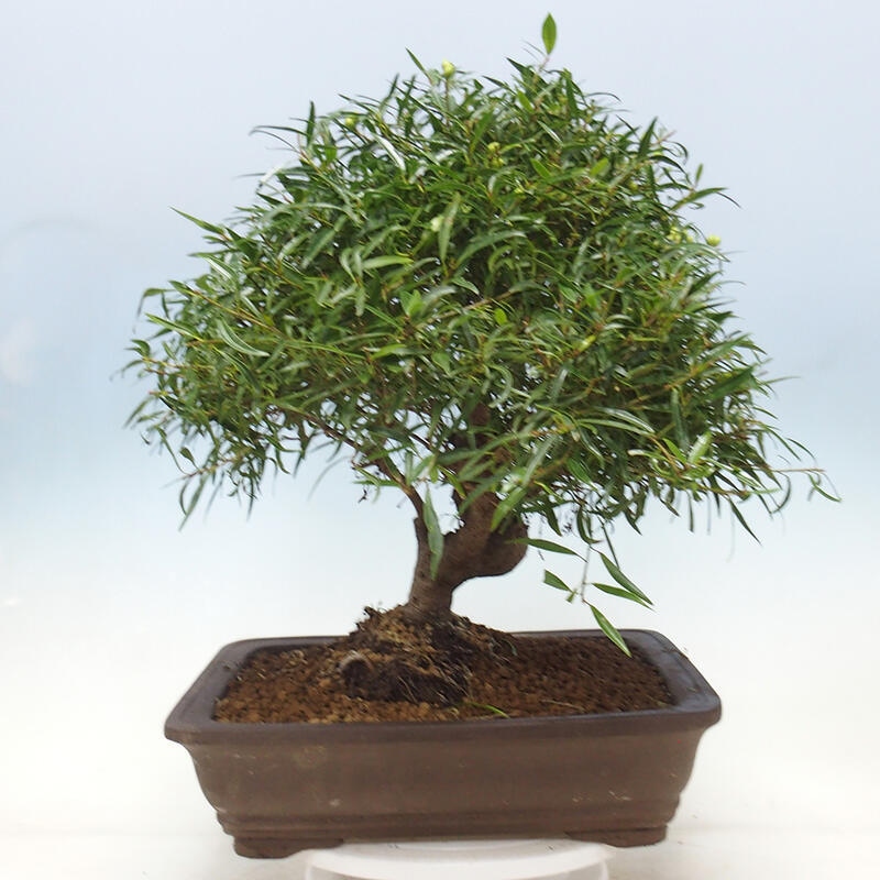 Zimmerbonsai - Ficus nerifolia - Kleinblättriger Ficus