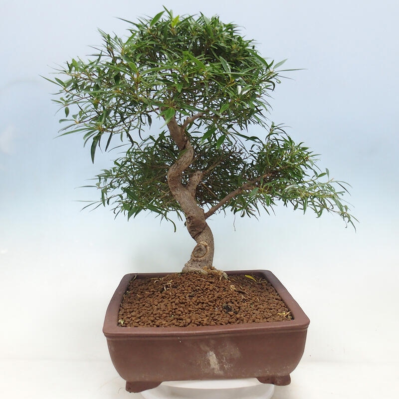 Zimmerbonsai - Ficus nerifolia - Kleinblättriger Ficus