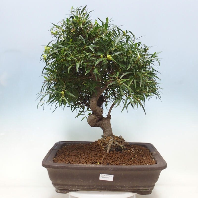 Zimmerbonsai - Ficus nerifolia - Kleinblättriger Ficus