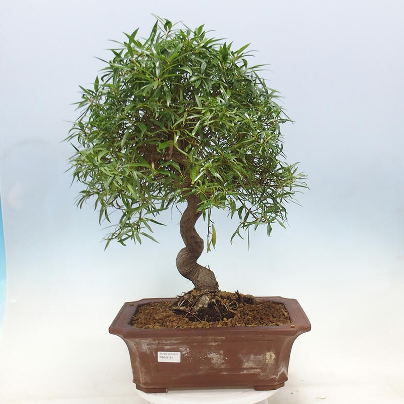 Zimmerbonsai - Ficus nerifolia - Kleinblättriger Ficus