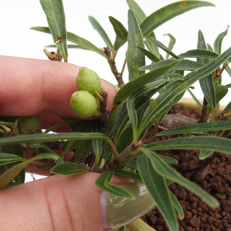 Zimmerbonsai - Ficus nerifolia - Kleinblättriger Ficus
