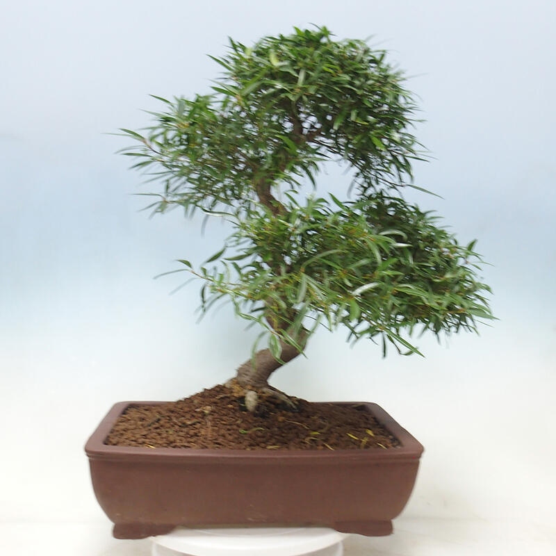 Zimmerbonsai - Ficus nerifolia - Kleinblättriger Ficus