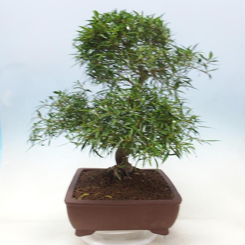 Zimmerbonsai - Ficus nerifolia - Kleinblättriger Ficus