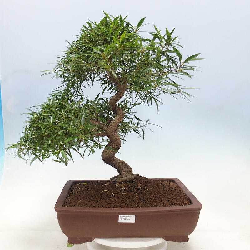 Zimmerbonsai - Ficus nerifolia - Kleinblättriger Ficus