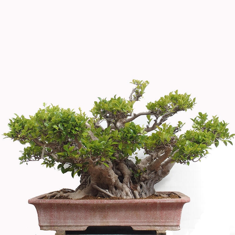 Zimmerbonsai - Ficus retusa - Kleinblättriger Ficus