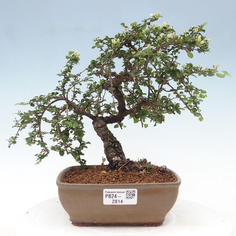 Zimmerbonsai - Grewia sp. - Grewia malafolia