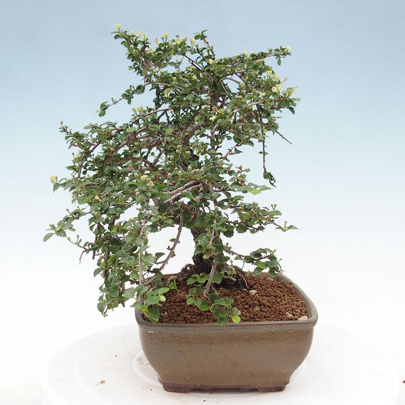 Zimmerbonsai - Grewia sp. - Grewia malafolia