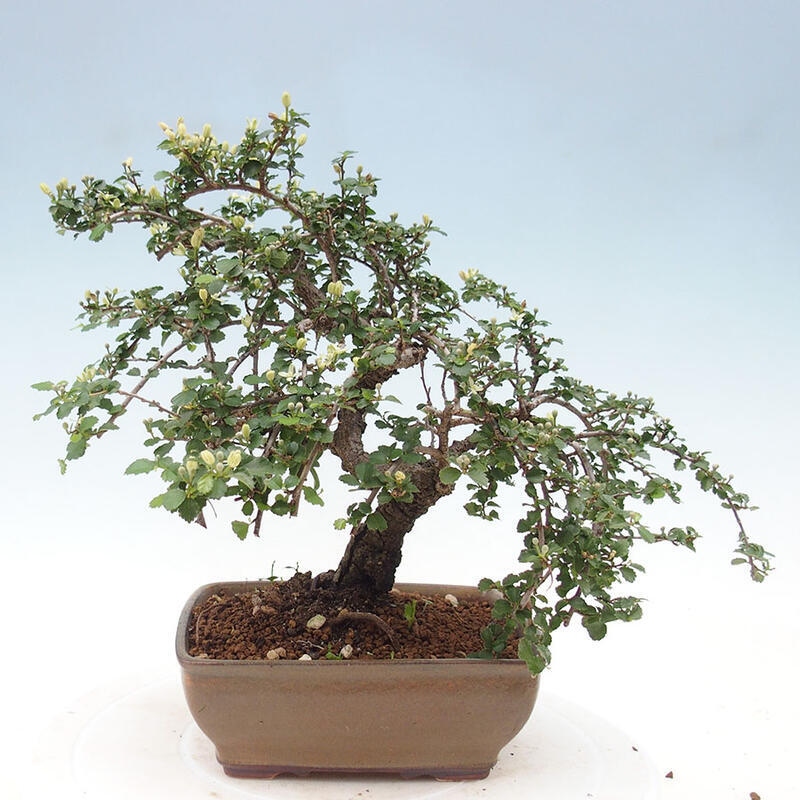 Zimmerbonsai - Grewia sp. - Grewia malafolia