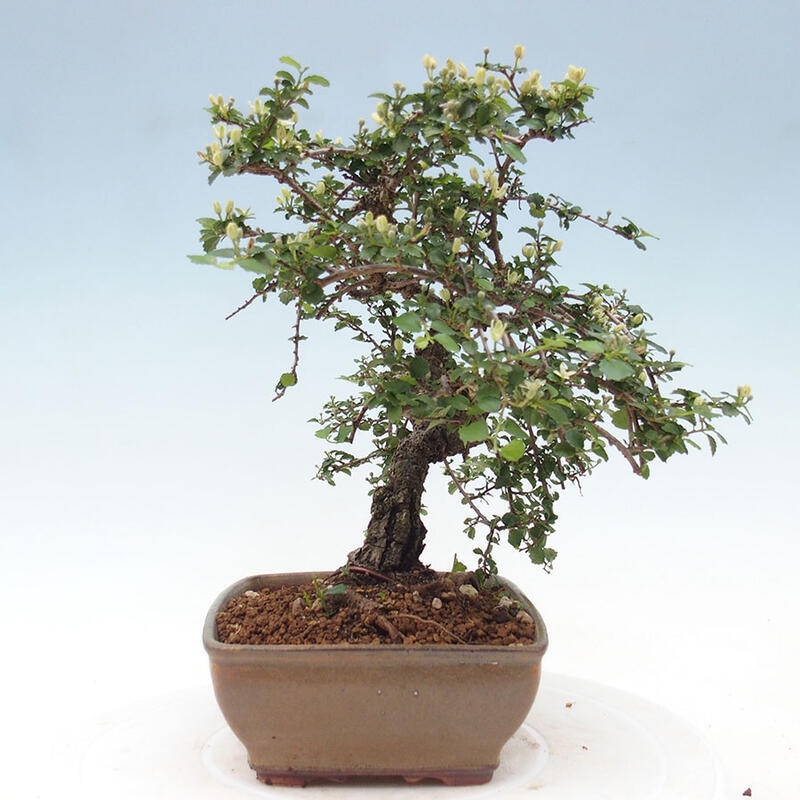 Zimmerbonsai - Grewia sp. - Grewia malafolia