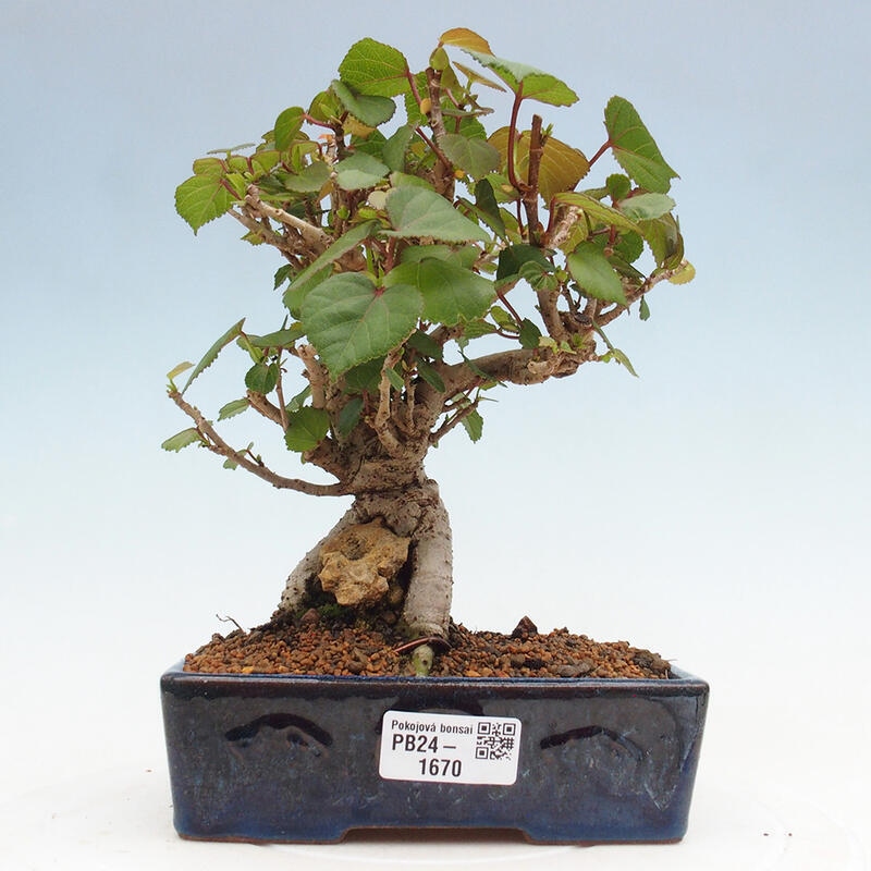 Zimmerbonsai - Hibiscus tiliaceus - Meeres-Hibiskus