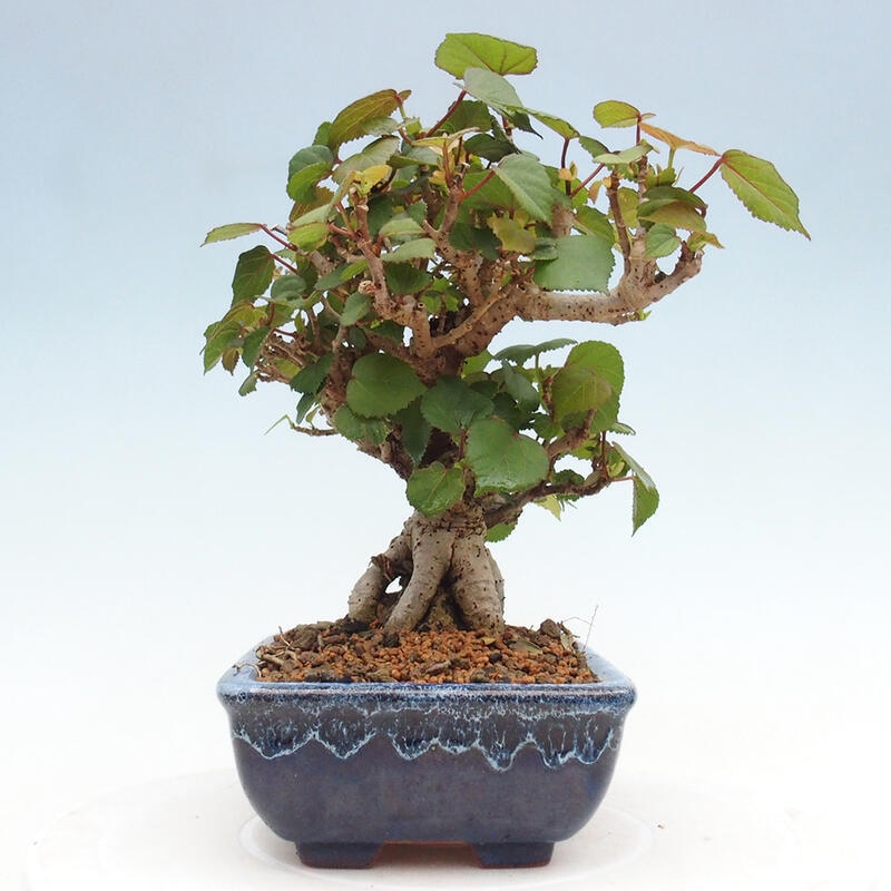 Zimmerbonsai - Hibiscus tiliaceus - Meeres-Hibiskus