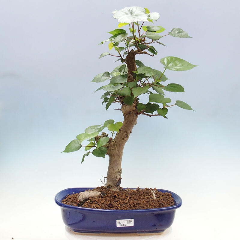 Zimmerbonsai - Hibiscus tiliaceus - Meereshibiskus + Buch SUISEKI Kostenlos