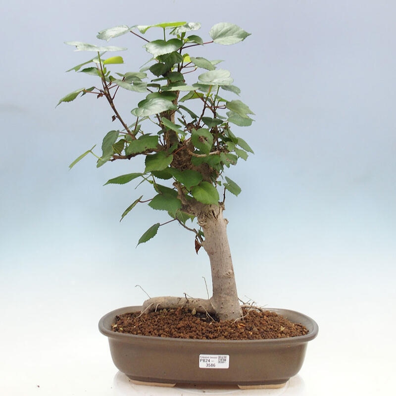 Zimmerbonsai - Hibiscus tiliaceus - Meereshibiskus + Buch SUISEKI Kostenlos