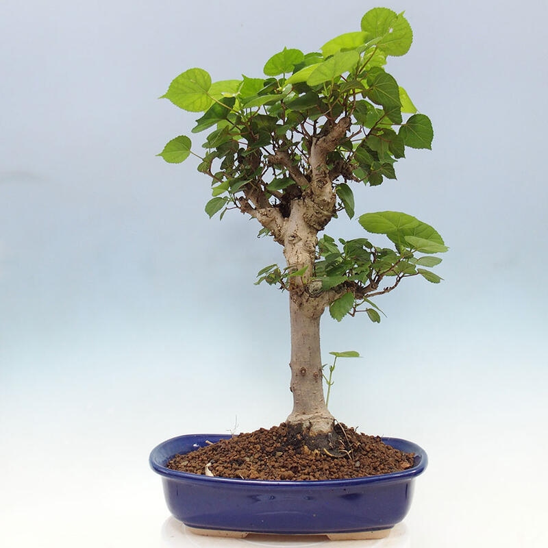 Zimmerbonsai - Hibiscus tiliaceus - Meereshibiskus + Buch SUISEKI Kostenlos