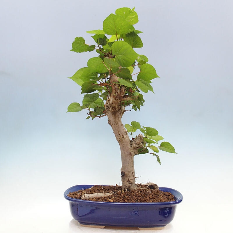Zimmerbonsai - Hibiscus tiliaceus - Meereshibiskus + Buch SUISEKI Kostenlos